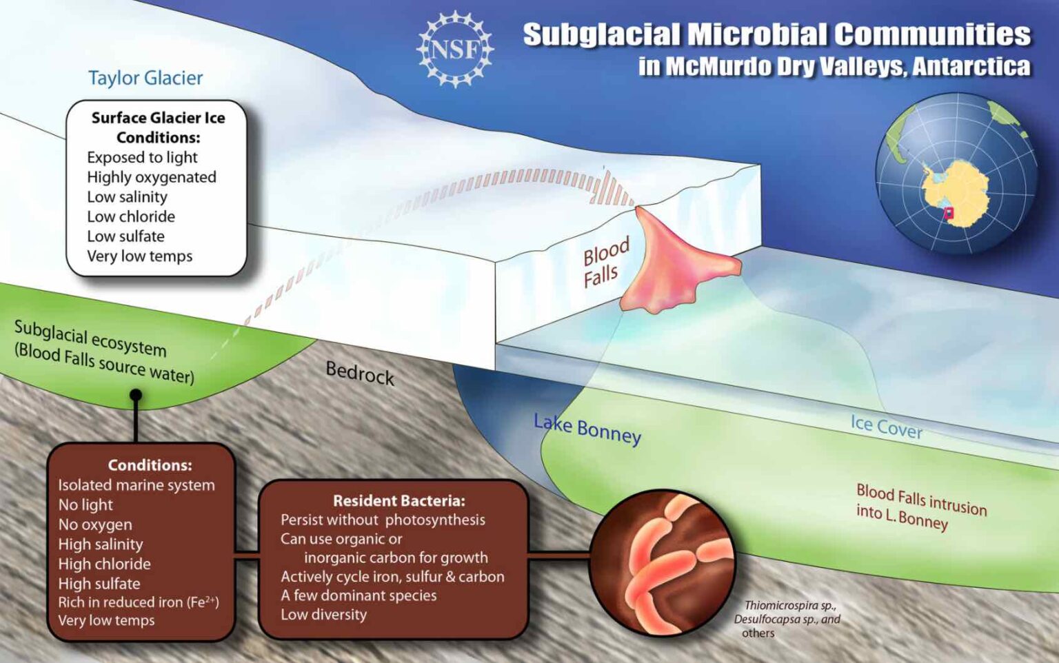 Diagram Showing The Subglacial Microbe Communities Which Cause The 