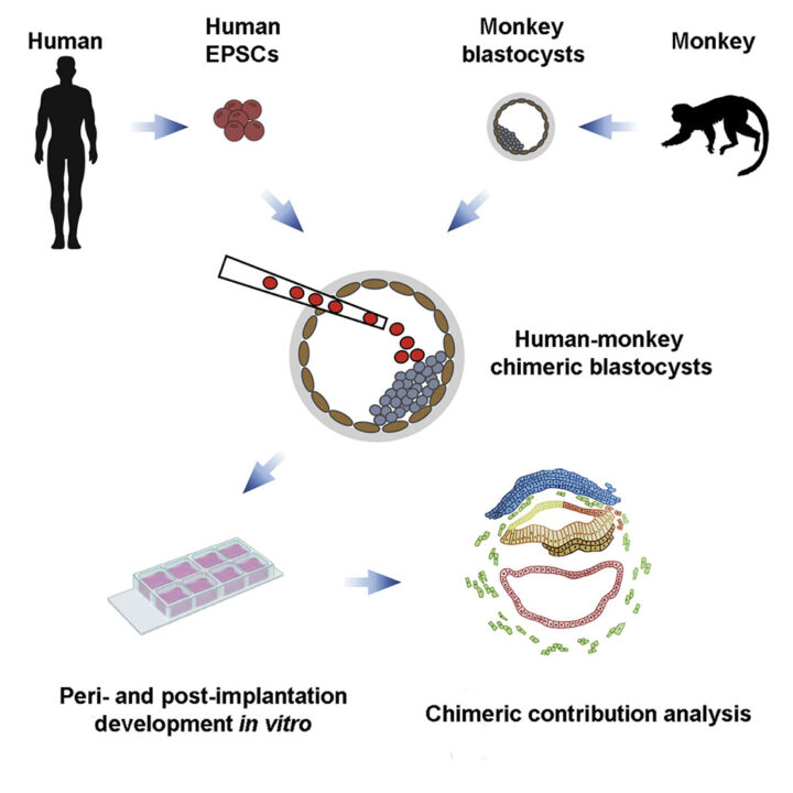 The Ethics of a Human-Monkey 