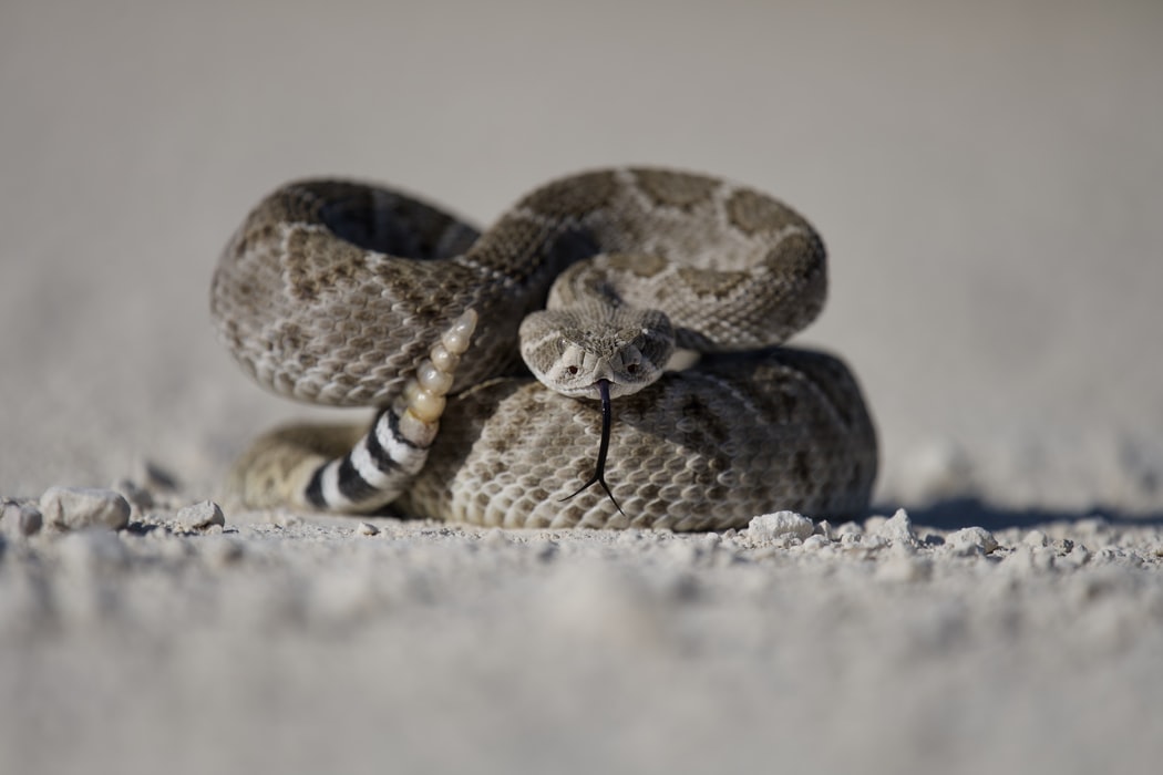 are rattlesnakes afraid of humans