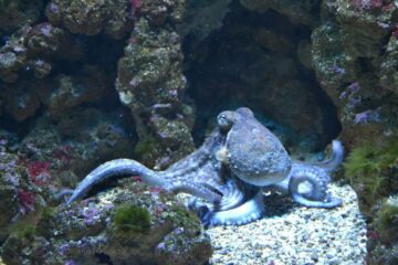 adaptive camouflage octopus