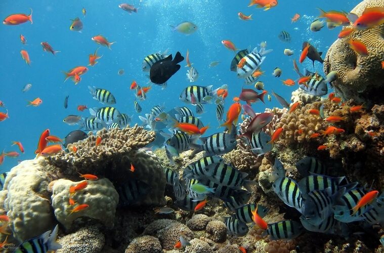 Climate Change on Coral Reefs may be less damaging than previously thought as new research suggests.