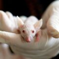 A new study shows that mice spleens can be tricked into performing like livers