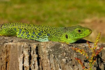New research suggests that the camouflage patterns of ocellated lizards may mimic a mathematical model