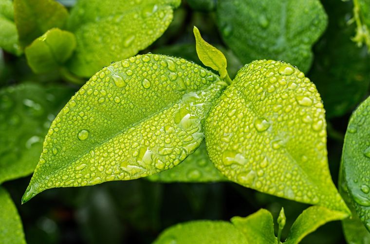 artificial leaves may help to reduce the need for fossil fuels, as they can produce cleaner energy