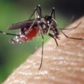 A new study shows that mosquitos are attracted to certain colors, increasing mosquito bites for those who wear these colors