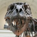 A new study from Ohio University has the first fossil to show evidence of a dinosaur respiratory infection
