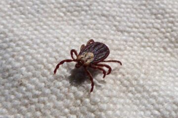 New research in entomology shows that ticks now live for 27 years.