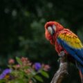 New research suggests that a parrot's large brain size may cause a long lifespan