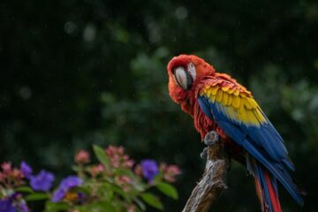 New research suggests that a parrot's large brain size may cause a long lifespan