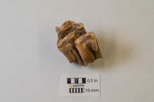 Delsol found a tooth from a domesticated horse, one of the earliest specimens in the Americas. 