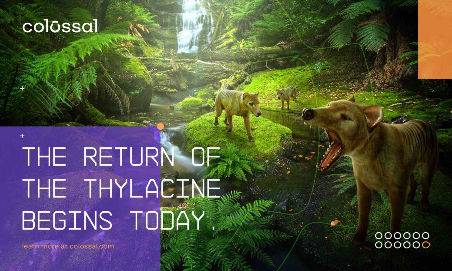 Resurrecting The Thylacine: Colossal Announces Plans To “De-Extinct ...