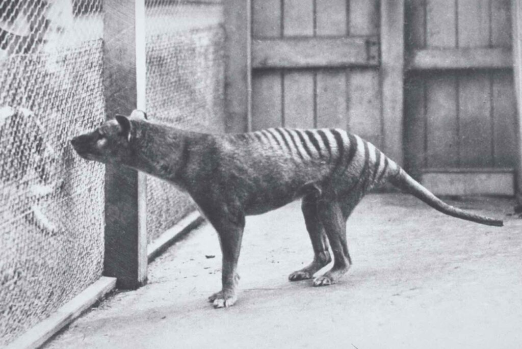 Resurrecting The Thylacine: Colossal Announces Plans To “De-Extinct ...