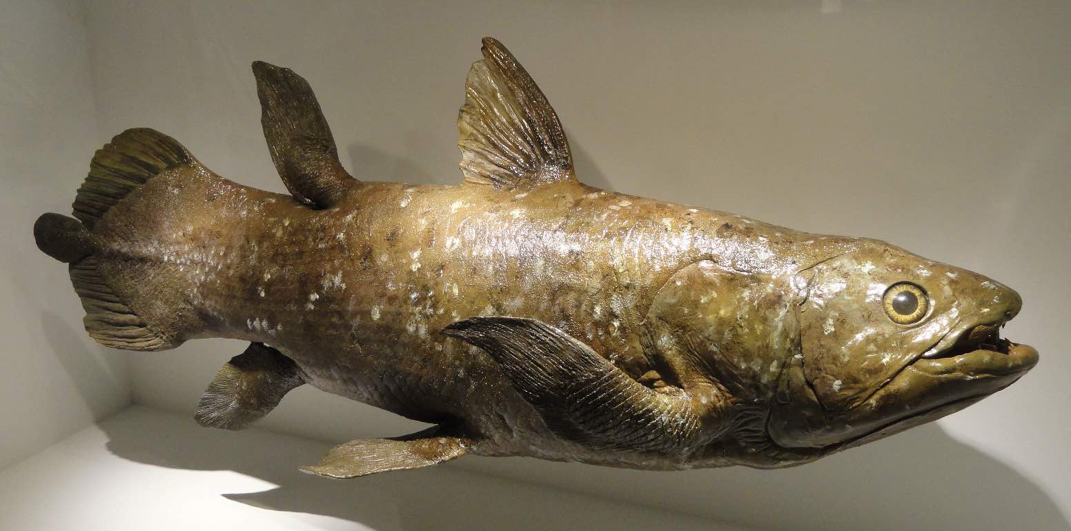 A “Living Fossil” Has Been Discovered Alive in California's Coastal Waters  - The Debrief