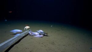 Supergiant amphipod recorded at a depth of 7000 meters. Image Credit: Jamieson et al., 2026, Minderoo-UWA Deep-Sea Research Centre, Inkfish, and Caladan Oceanic.
