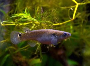 A mangrove rivulus fish. Credit: Vassil, CC0, via Wikimedia Commons.