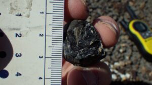 David DeMar, Jr., holding the exposed fossil feather in the coprolite fragment on the day of its discovery in 2016. Image Credit: David DeMar, Jr.