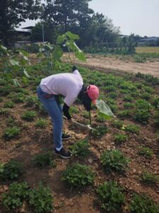 A researcher demonstrates the use of an experimental sickle replica to harvest velvet leaf (Image Credit: Ran Chen).