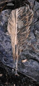 The fossil feather preserved in dinosaur poop. Image Credit: O’Connor et al.