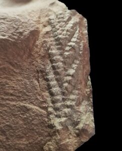 A 560-million-year-old Charnia fossil revealed subtle ridges not seen in previous specimens. The discovery could hint at a lost ancient ecosystem. Image Credit: Dr. Yorick Veenma.