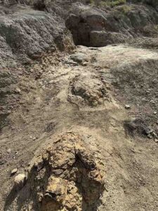 The Hell Creek tracks reveal T. rex’s stride for the first time. Credit: Tyler Lyson