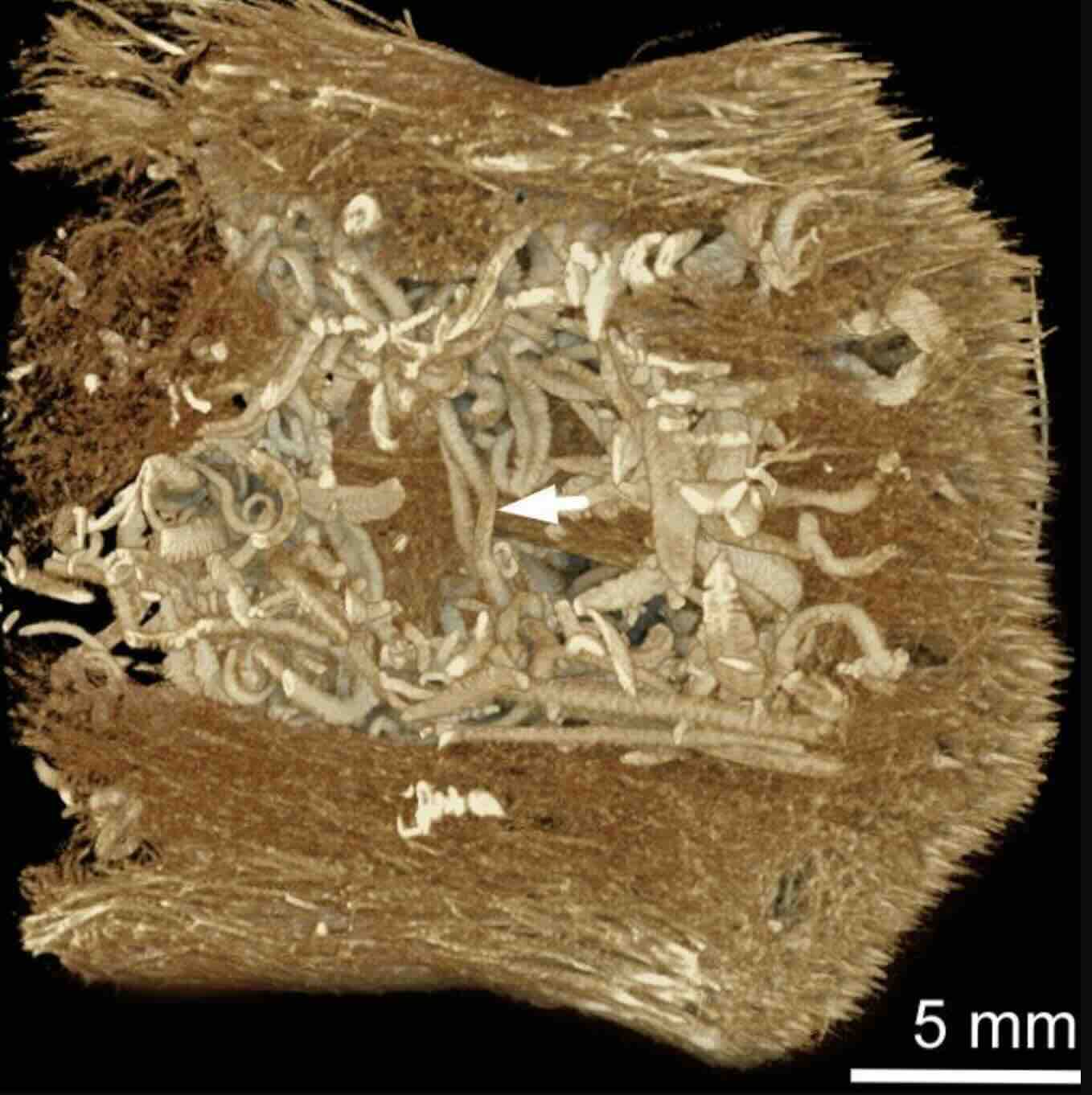 The "hidden" specimens were revealed with the help of 3D X-ray imaging techniques (Image Credit: Ekin Tilic and Maria Teresa Aguado Molina),