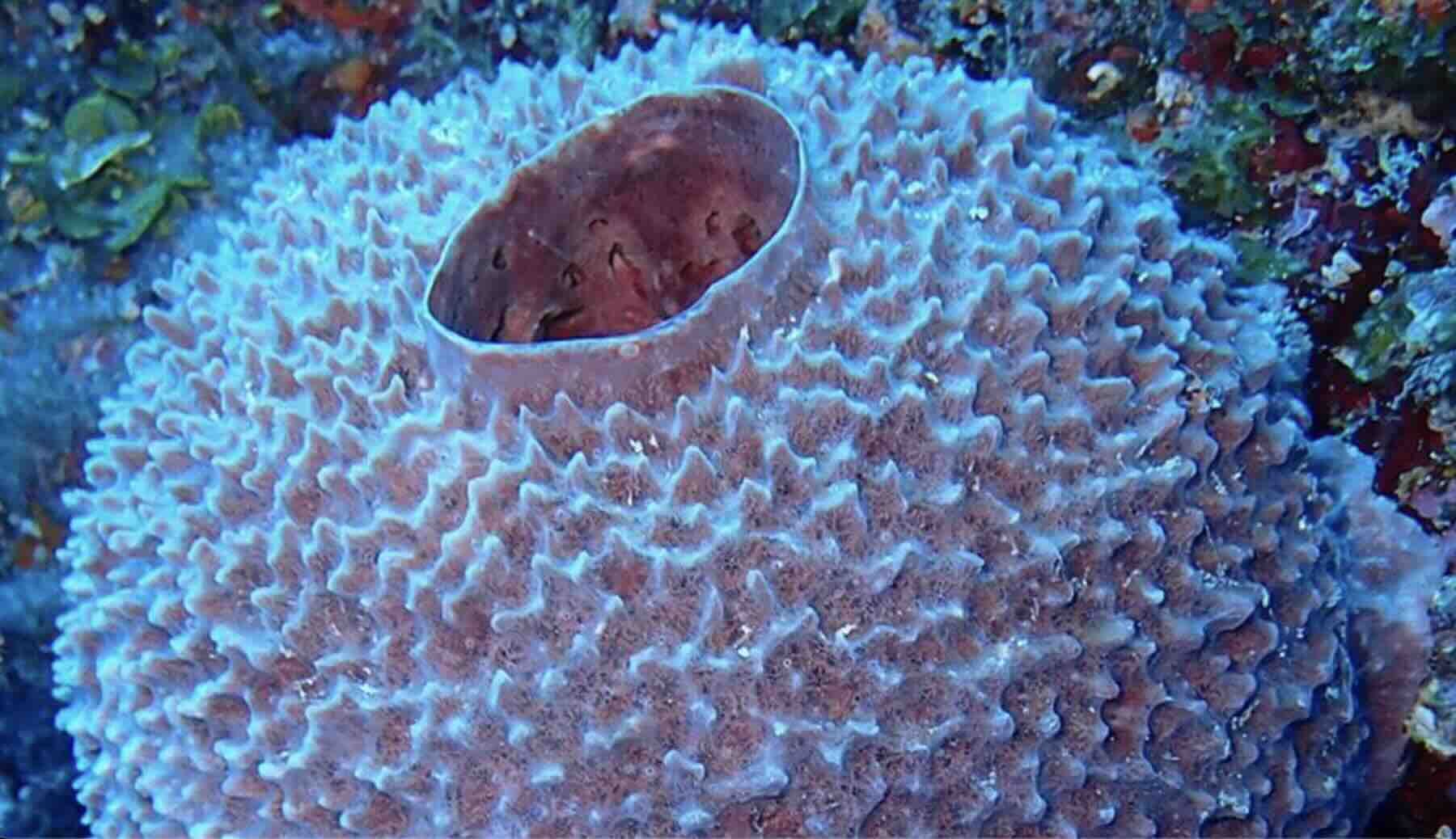A Petrosia sponge, a variety that hosts bizarre branching worms (Image Credit: Nicole de Voogd